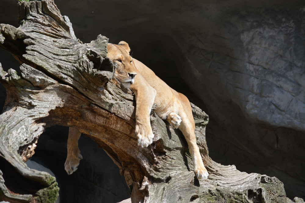 animal, lioness, lazy. How To Stop Procrastinating. Overcome procrastination